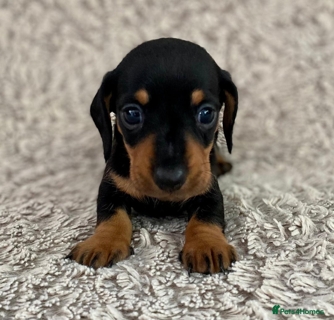 Dachshund dogs for sale: Sausage dachshund puppies  - Image 1