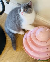 British Shorthair cats BSH LAST BOY - GCCF REG - READY IN 2 WEEKS - Advert 8