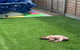 Sphynx cats for sale: Canadian Sphynx male  - Advert 4