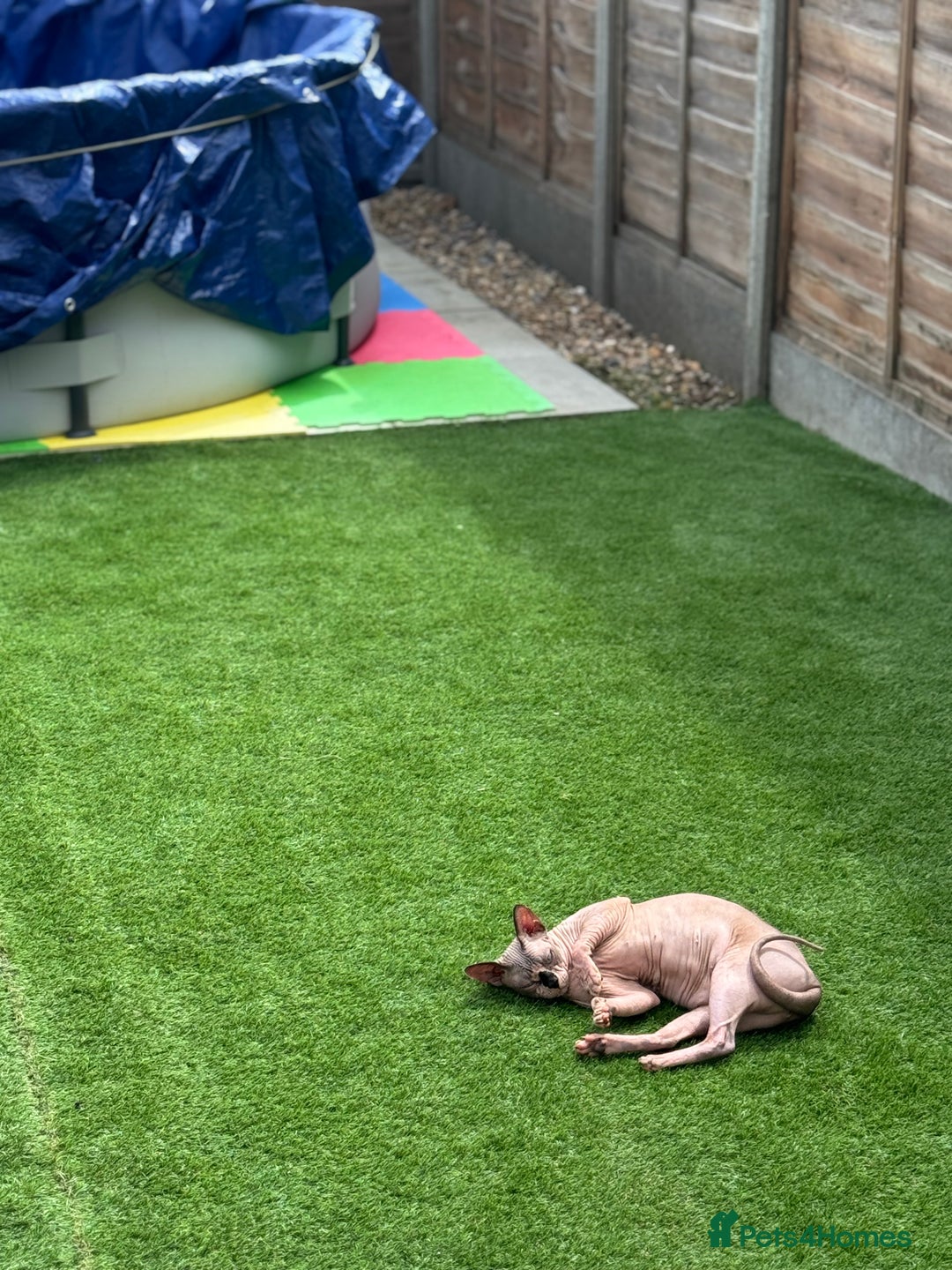 Sphynx cats for sale: Canadian Sphynx male  - Advert 4