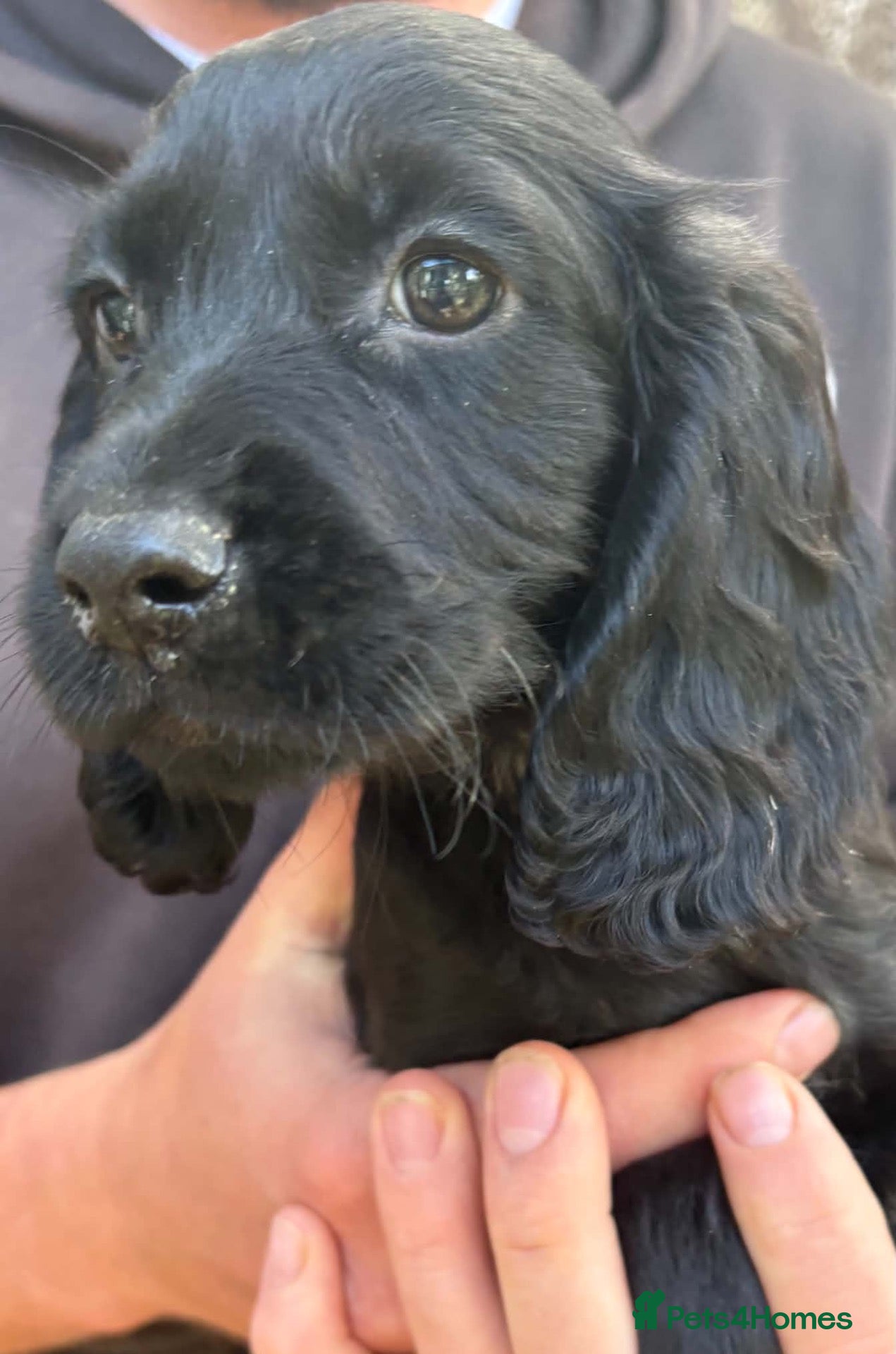 Cocker Spaniel dogs Beautiful cocker spaniel puppies  - Advert 10