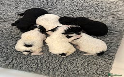Toy Poodle dogs for sale: KC registered toy poodles - Image 7