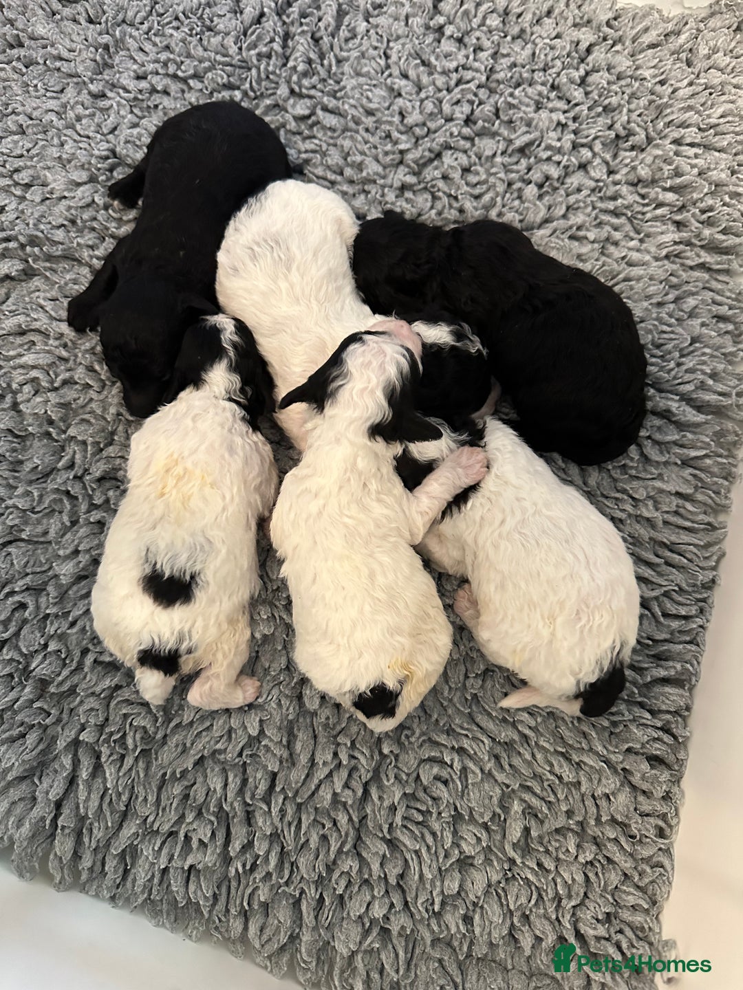 Toy Poodle dogs for sale: KC registered toy poodles - Image 7