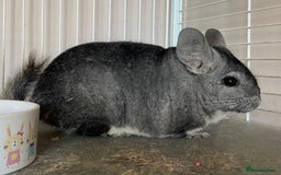 Chinchilla rodents for sale: Adult Ebony Female Chinchilla & Cage - Image 3