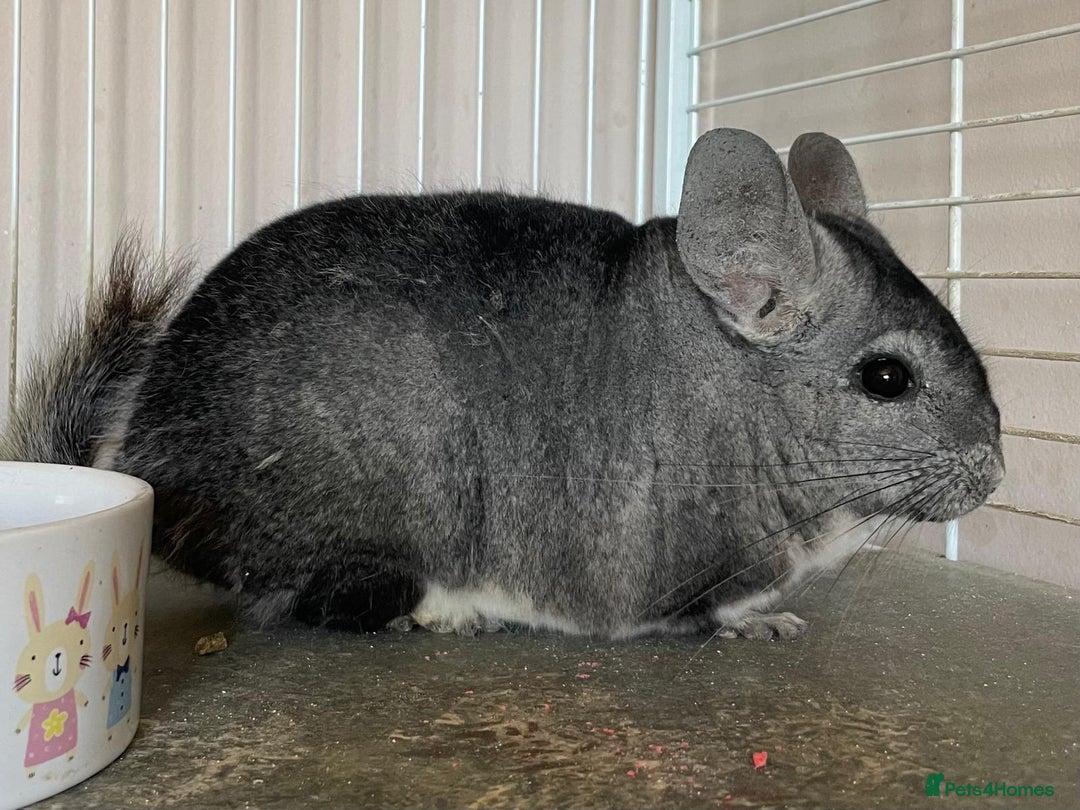 Chinchilla rodents for sale: Adult Ebony Female Chinchilla & Cage - Image 3