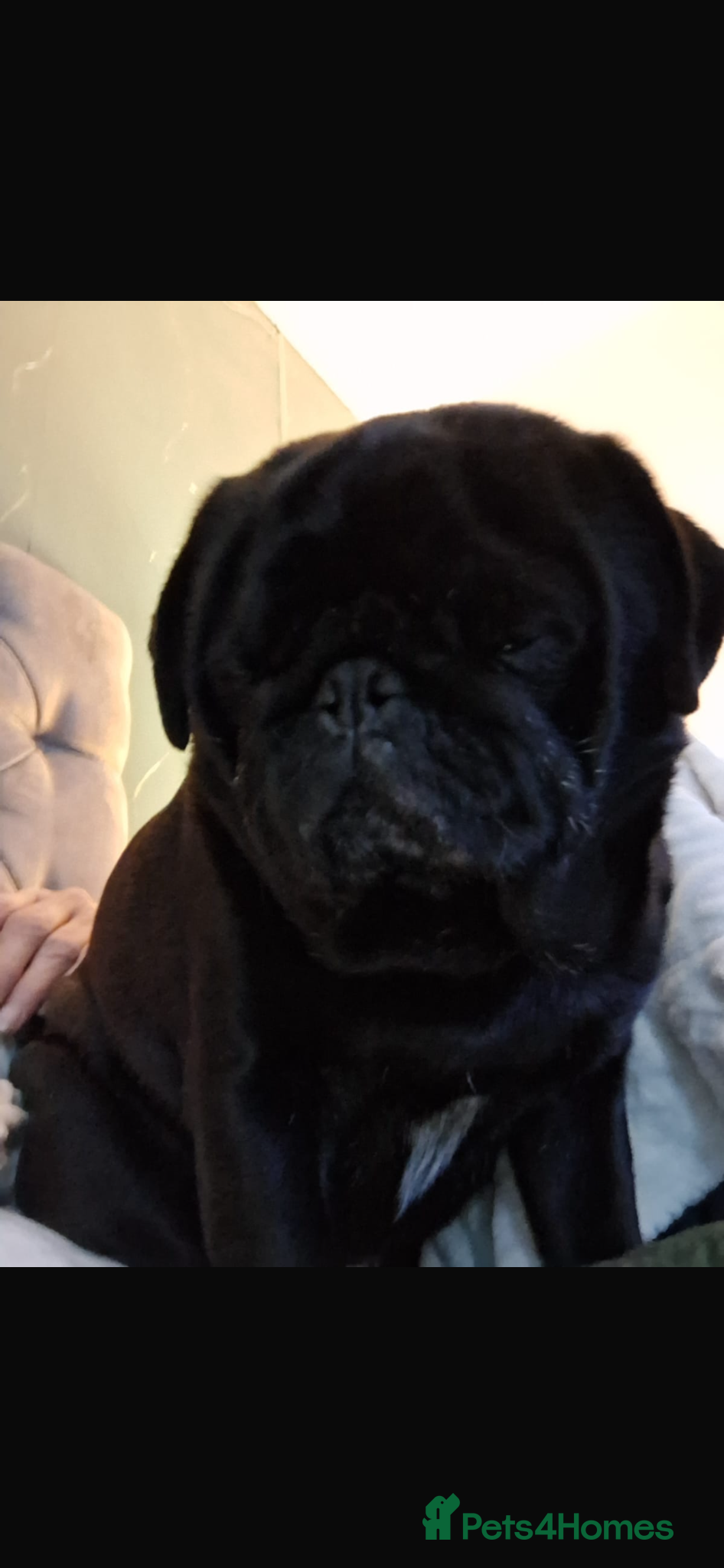 Pug dogs Pug for sale - Advert 2