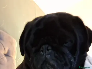 Pug dogs Pug for sale - Advert 2