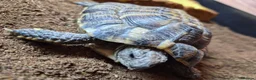 Hermann Tortoise reptiles for sale: Turbo the Hermann tortoise  - Advert 1