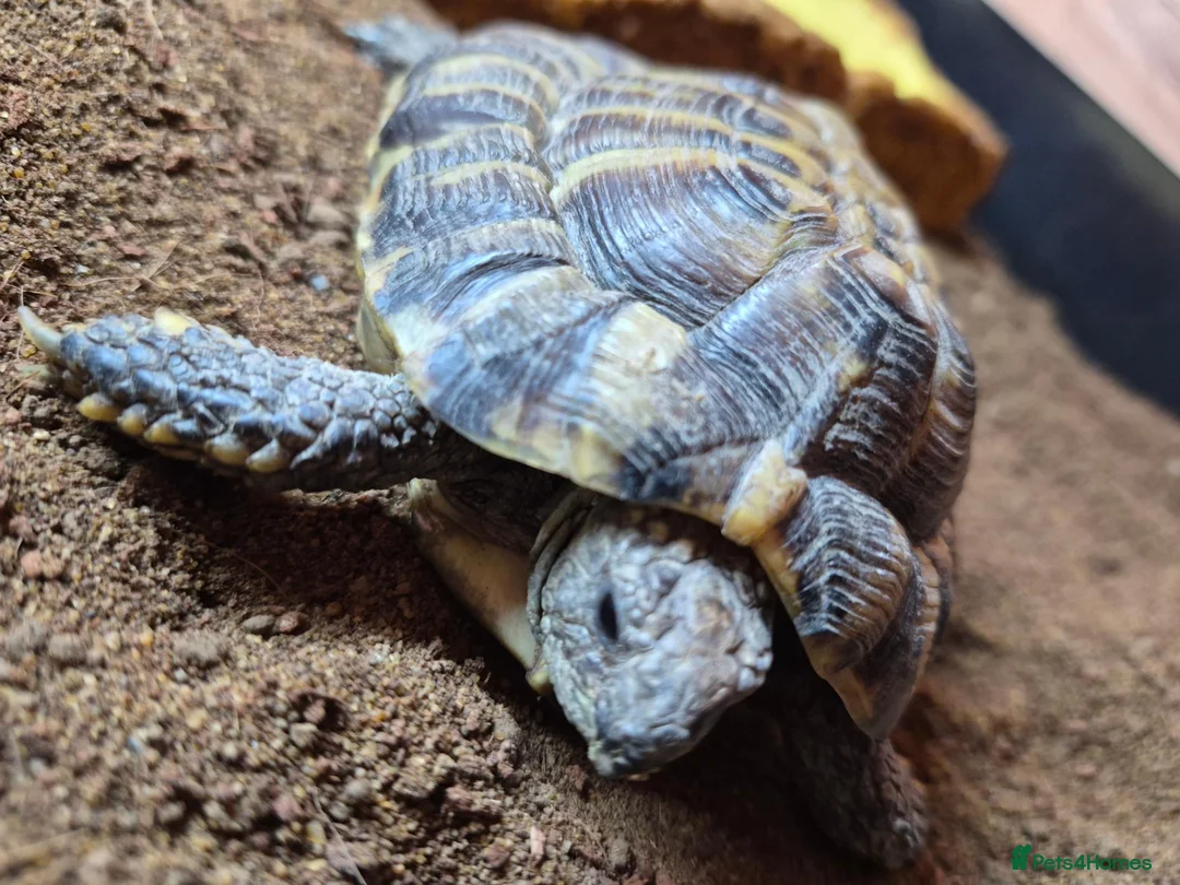 Hermann Tortoise reptiles for sale: Turbo the Hermann tortoise  - Advert 1