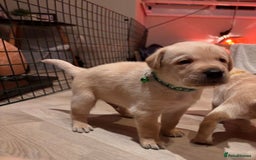 Labrador Retriever dogs for sale: Extensively health tested Labrador puppies - Image 7