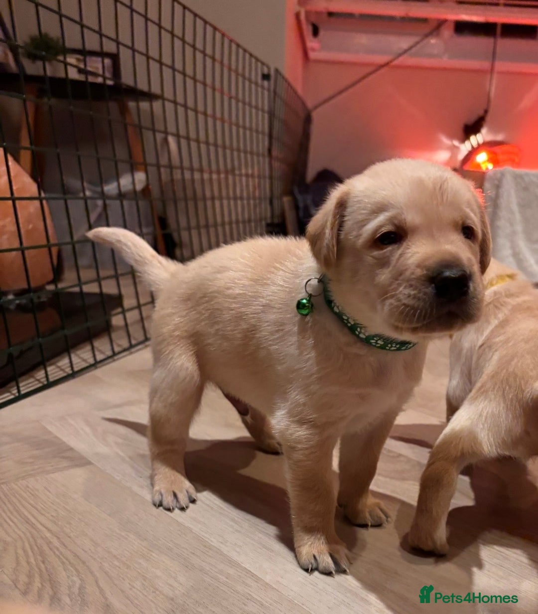 Labrador Retriever dogs for sale: Extensively health tested Labrador puppies - Image 7
