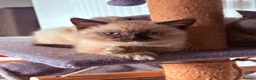 British Shorthair cats for sale: 🌟GCCF BSH Kittens Beautiful Variety of Colours 🌟 - Advert 3