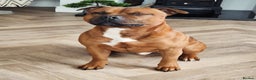 Staffordshire Bull Terrier dogs for stud: Red Staffordshire Bull Terrier Stud in Wolverhampton - Advert 8