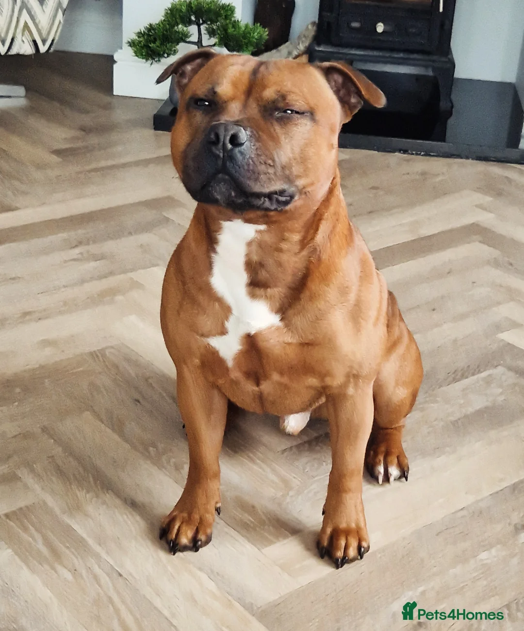 Staffordshire Bull Terrier dogs for stud: Red Staffordshire Bull Terrier Stud in Wolverhampton - Advert 8