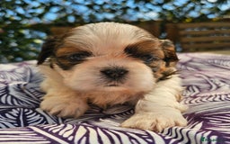 Shih Tzu dogs for sale: Shih Tzu girls–Licensed Breeder–Ready soon  - Image 5