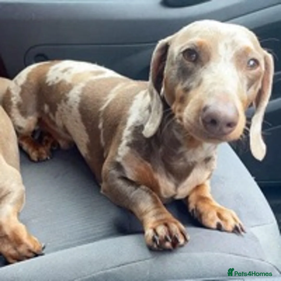 Miniature Dachshund dogs for stud: ISABELLA AND TAN DAPPLE DACHSHUND  in Sunderland - Advert 3