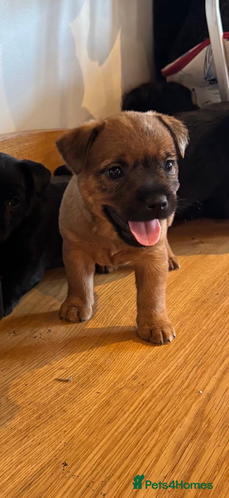 Mixed Breed dogs Cairn x jack russel - Advert 2