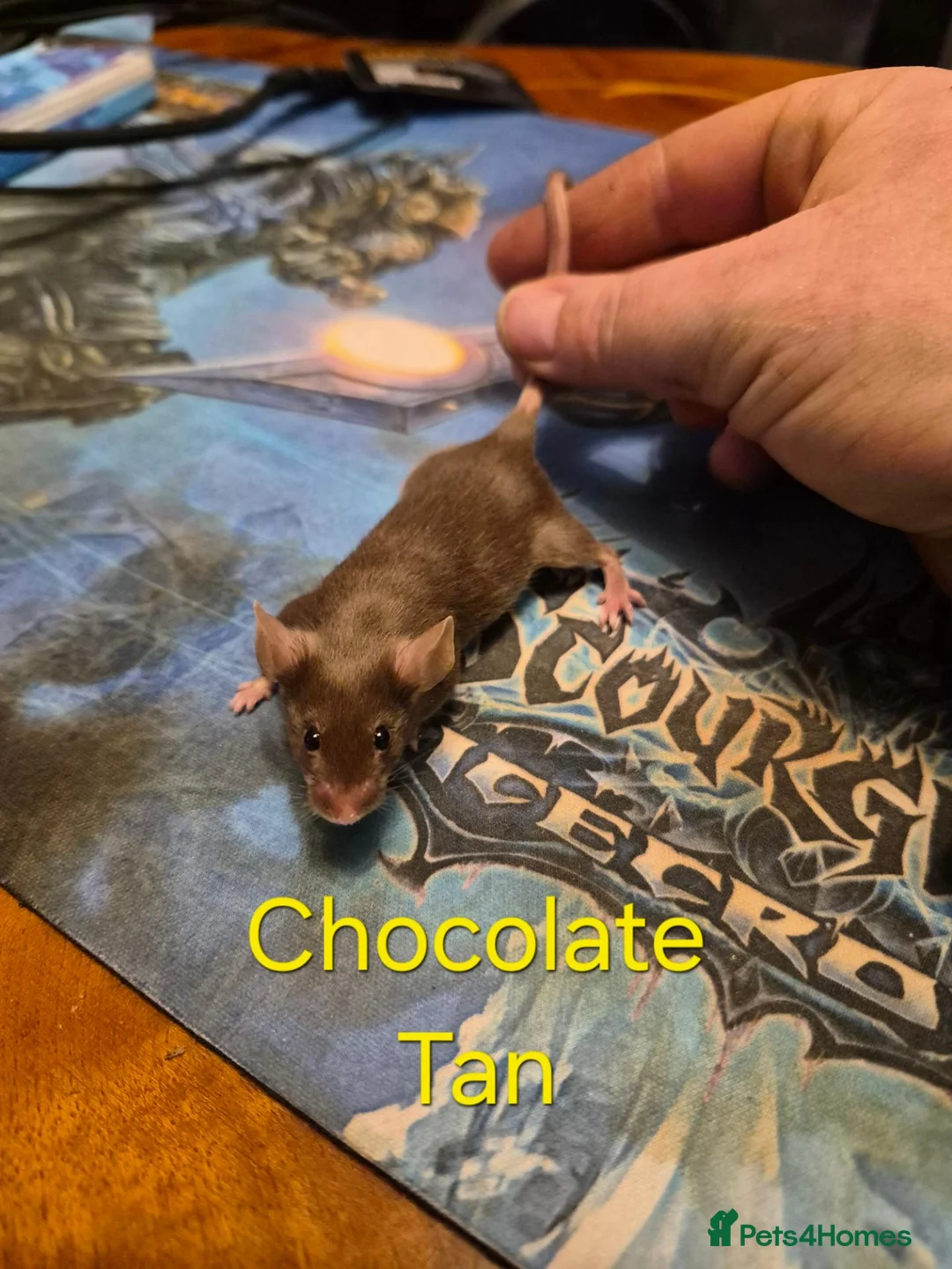 Mouse rodents for sale: 10 Cute Female Baby Fancy Mice - Advert 1