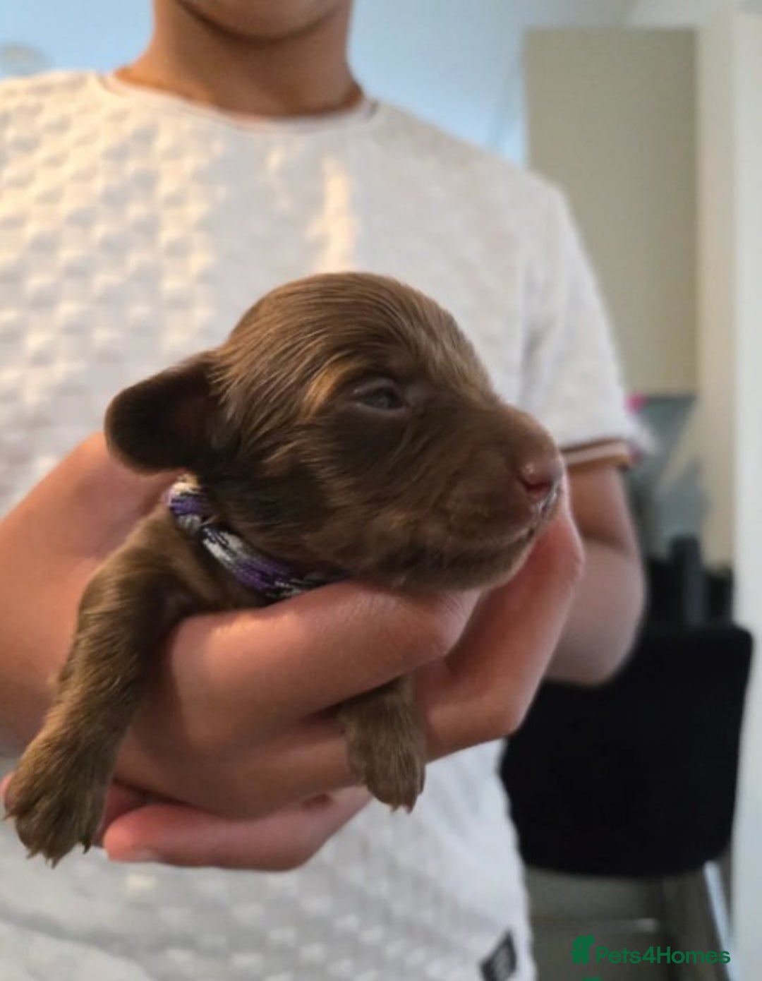 Miniature Dachshund dogs for sale: Adorable Miniature Long-Haired Dachshund Puppies  - Advert 10