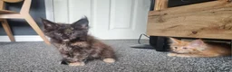 Maine Coon cats for sale: TICA REG. MAINE COON KITTENS  - Advert 13
