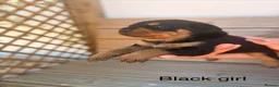 Rottweiler dogs for sale: Outstanding Rottweiler Puppies - Advert 15
