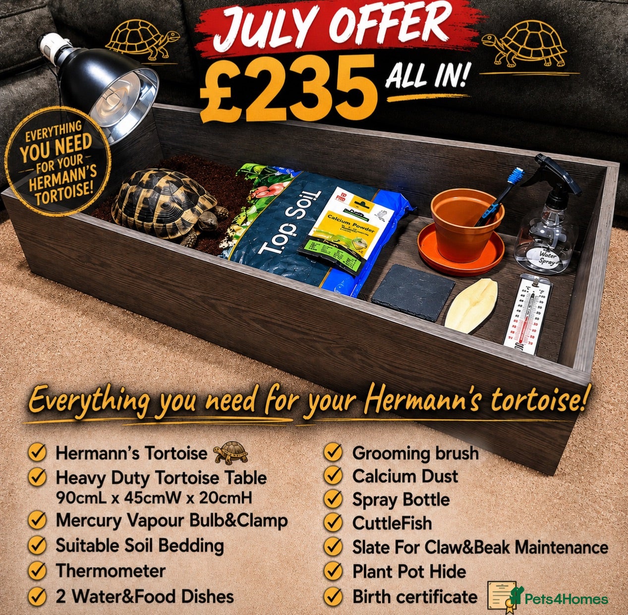 Hermann Tortoise reptiles BABY HERMANNS TORTOISE & SET UPS - Advert 2