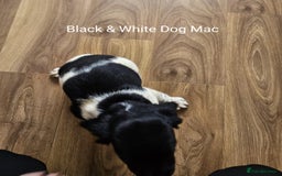 English Springer Spaniel dogs for sale: English KC Reg Springer Spaniels For Sale - Image 12