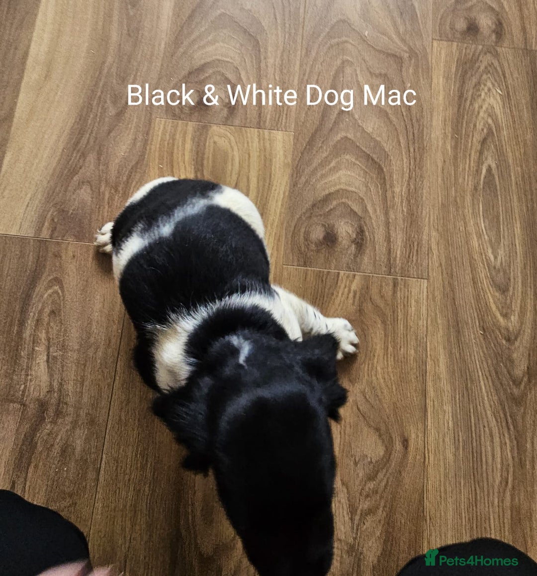 English Springer Spaniel dogs for sale: English KC Reg Springer Spaniels For Sale - Image 12
