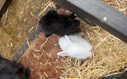 Lionhead rabbits for sale: 3 baby rabbits - Advert 3