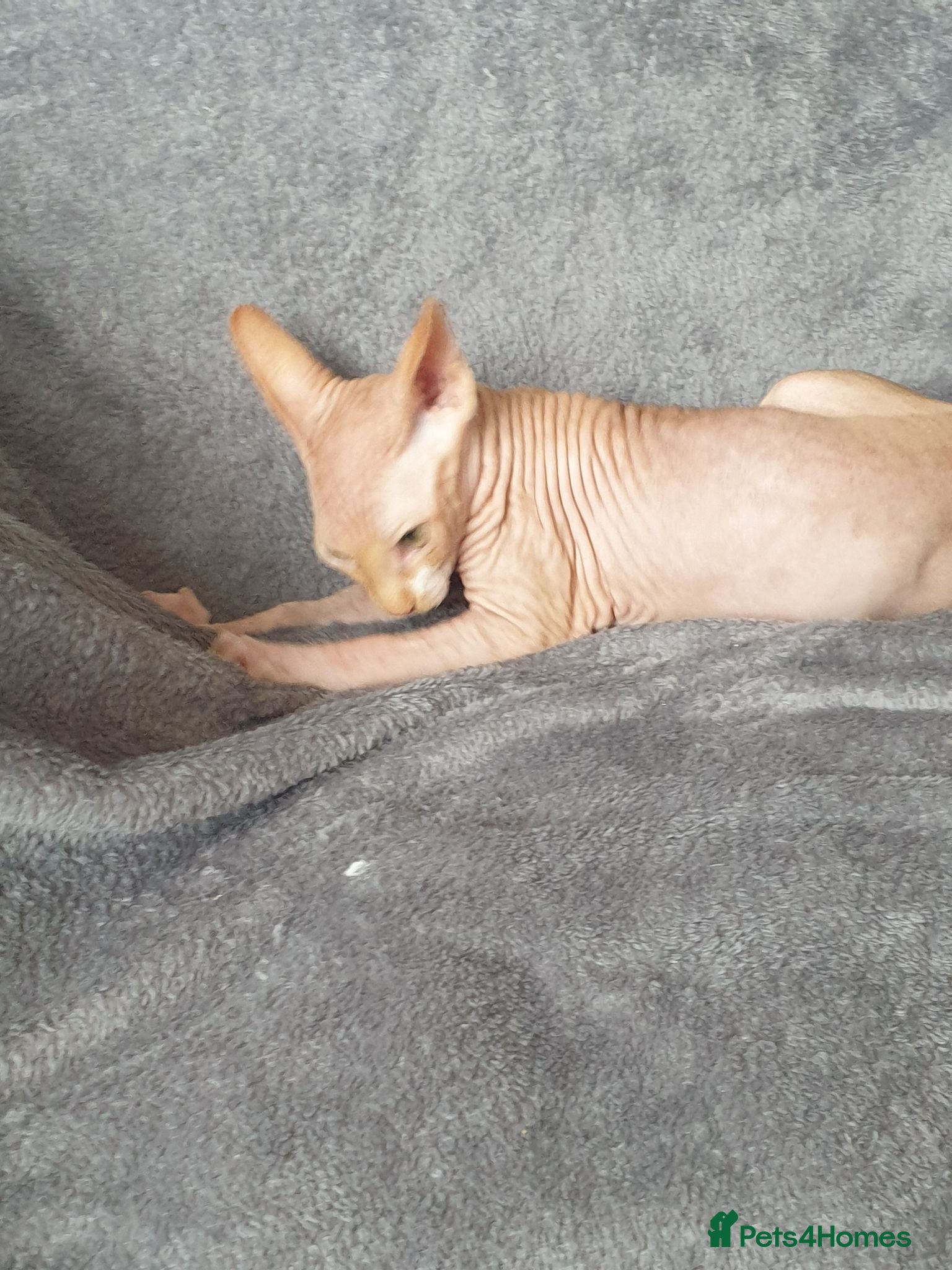 Sphynx cats 2 Sphynx baby boys ready now  - Advert 16