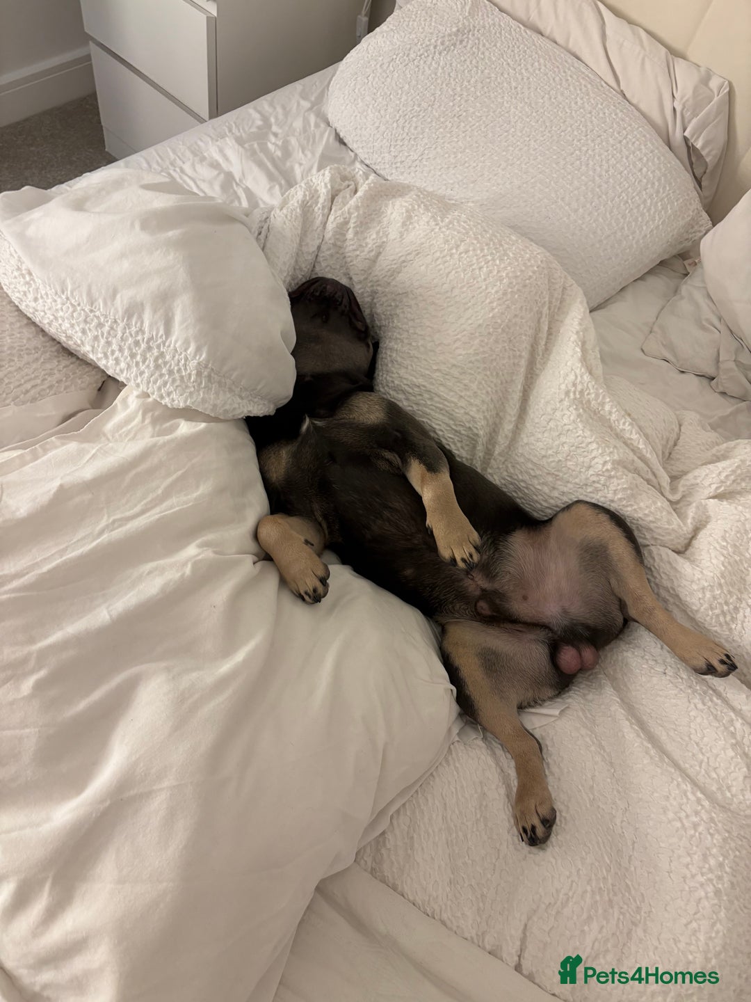 French Bulldog dogs for sale: French bulldog Male - Advert 4