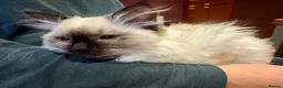 Ragdoll cats for sale: Ragdoll Female kitten 14weeks rehome - Advert 7