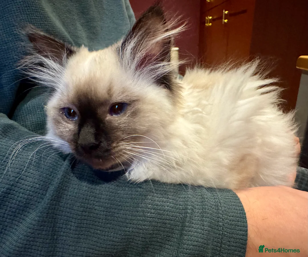 Ragdoll cats for sale: Ragdoll Female kitten 14weeks rehome - Advert 7