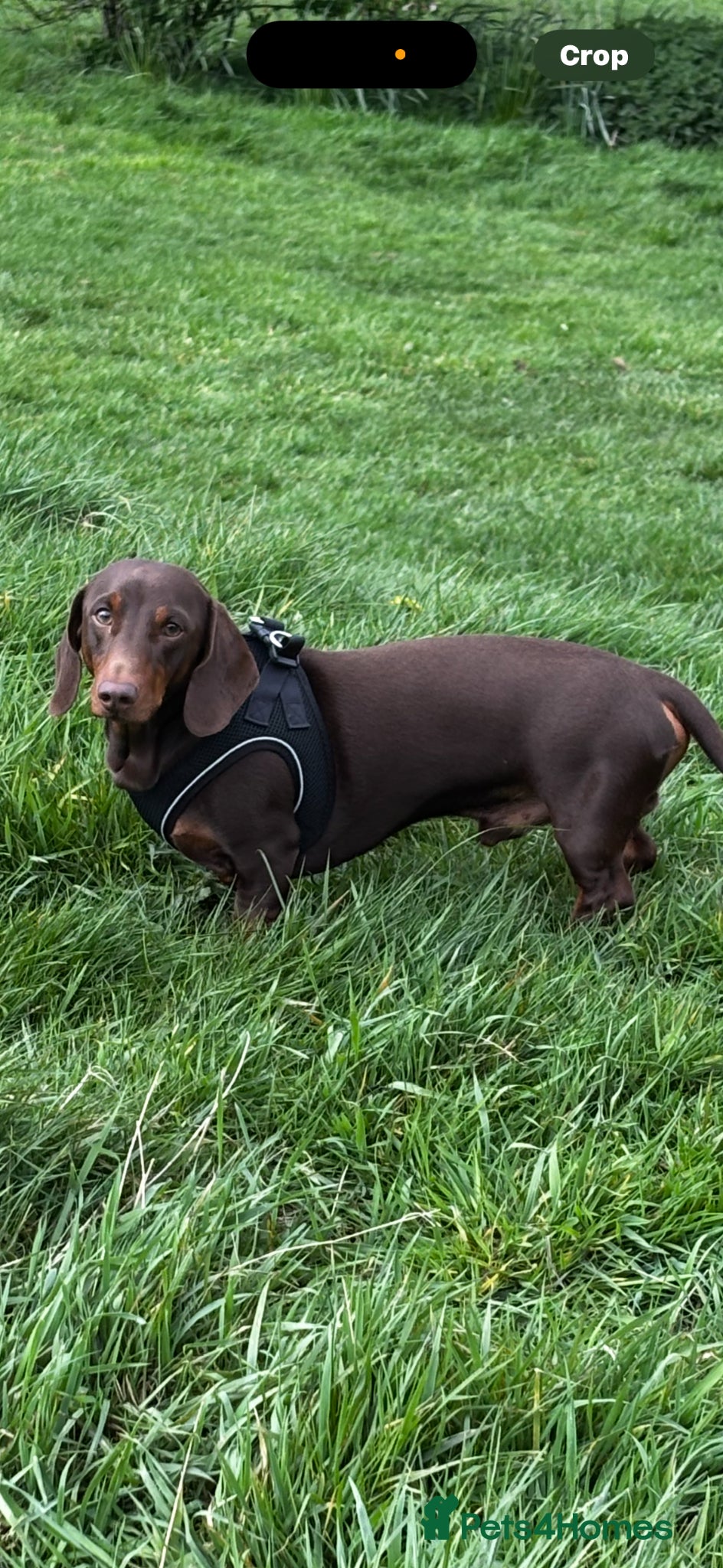 Dachshund dogs Arlo The Stud  - Advert 1