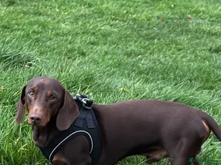 Dachshund dogs Arlo The Stud - Advert 1