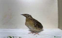 Quail poultry for sale: Quail male  - Advert 2