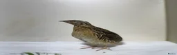 Quail poultry for sale: Mix Quails in different colours and sizes  - Advert 3