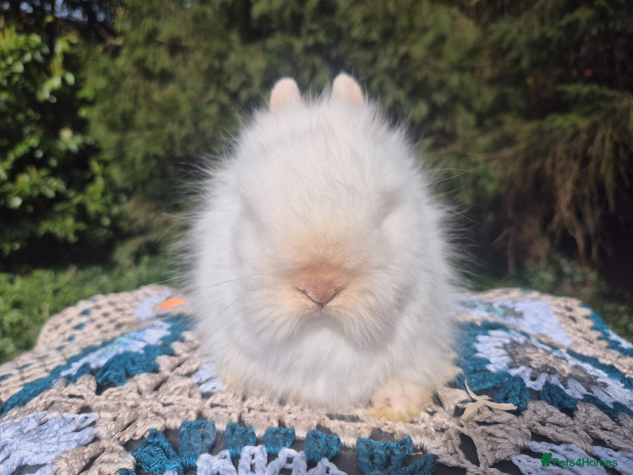 Angora rabbits 🩷💙Stunning Teddydwerg babies- imported parents🥰 - Advert 12