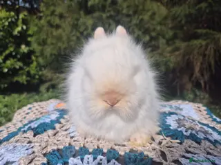 Angora rabbits 🩷💙Stunning Teddydwerg babies- imported parents🥰 - Advert 12