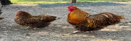 Chickens poultry for sale: Beautiful Orpington Chicks for Sale - Advert 5
