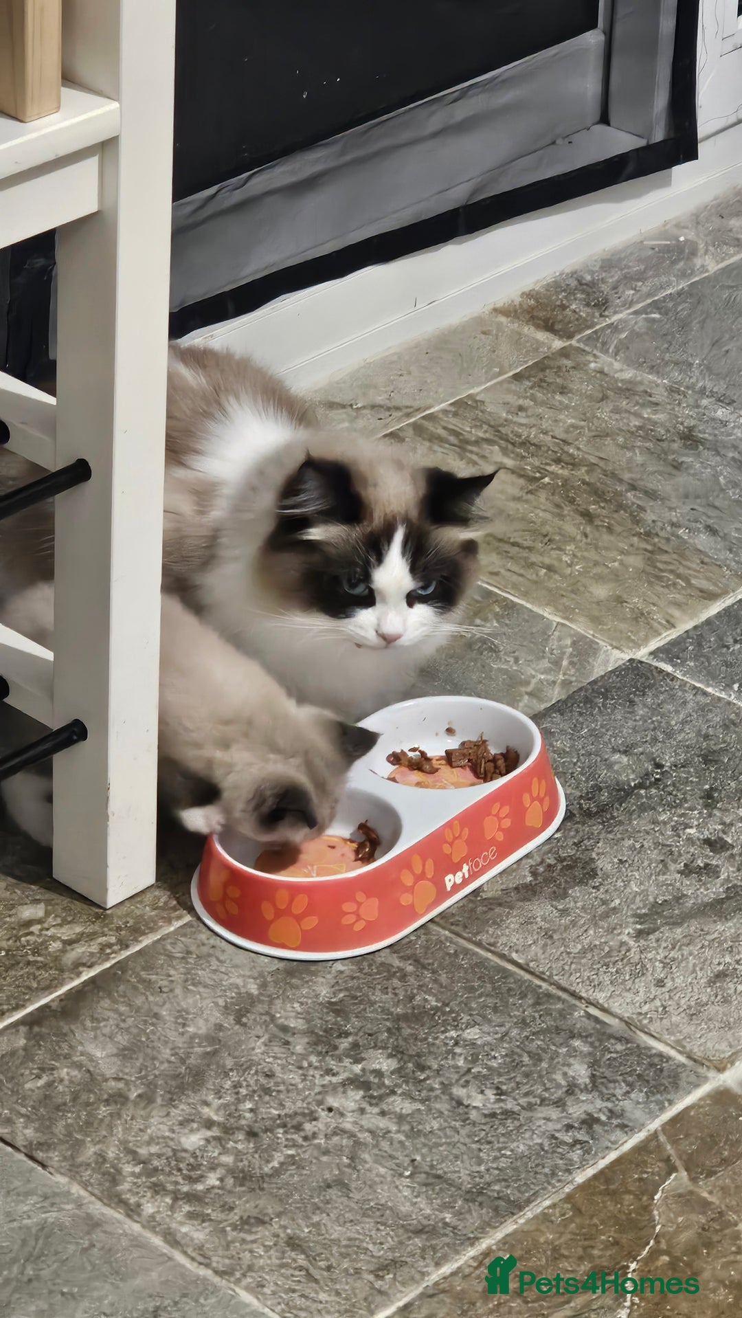 Ragdoll cats for sale: Seal point ragdoll - Advert 1