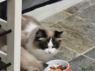 Ragdoll cats Seal point ragdoll - Advert 1