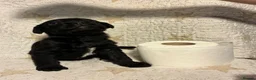 Mixed Breed dogs for sale: Staffypoo’s - Advert 17