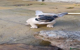 French Bulldog dogs for sale: Quality standard french bulldogs.  - Advert 9