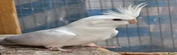 Cockatiels birds for sale: Beautiful Young Cockatiels Ready for Loving Homes - Advert 1