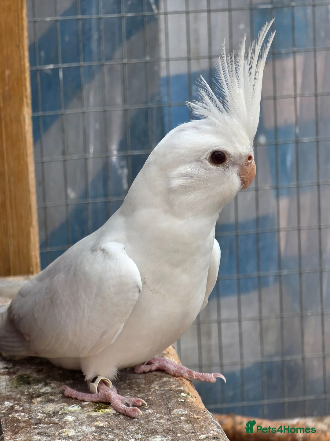 Cockatiels birds for sale: Beautiful Young Cockatiels Ready for Loving Homes - Advert 1
