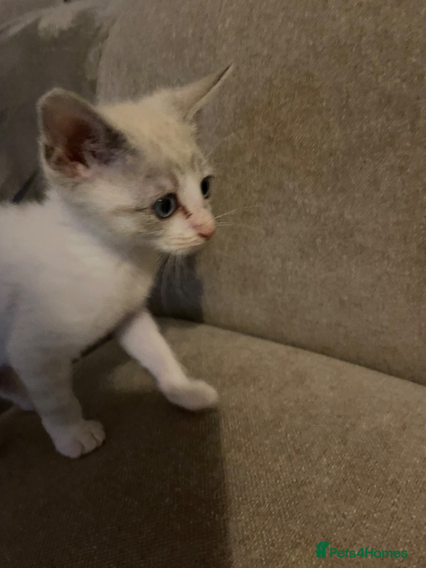 Mixed Breed cats Beautiful ragdoll cross kittens - Advert 2