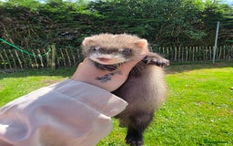 Ferret rodents for sale: Ferret kits (EU x ANGORA, and Standard) - Image 2