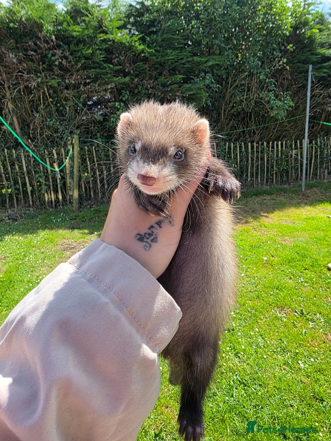Ferret rodents for sale: Ferret kits (EU x ANGORA, and Standard) - Image 2