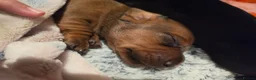 Miniature Dachshund dogs for sale: MINIATURE DACHSHUNDS TO FIND THEIR FOREVER HOME 🏡 - Advert 6
